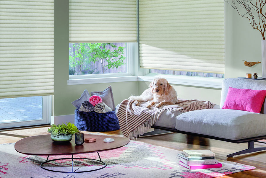 pet laying in sunny spot with cellular roller shades in Reno NV