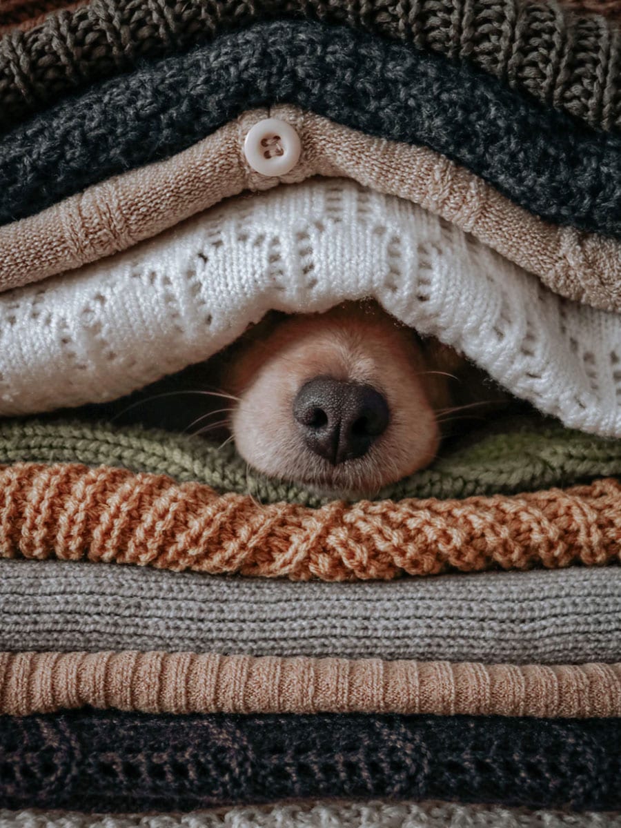 cozy blankets with a dog nose