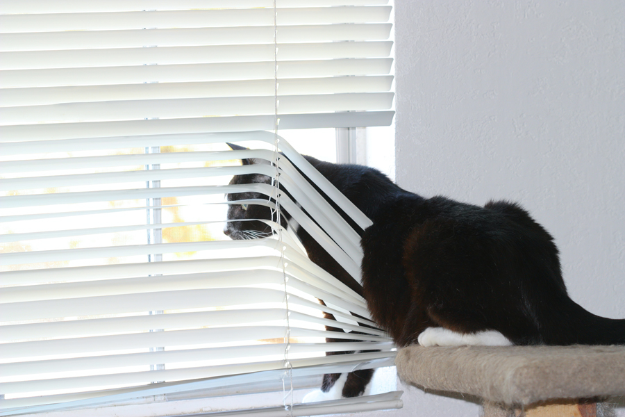 broken blinds from pet cat